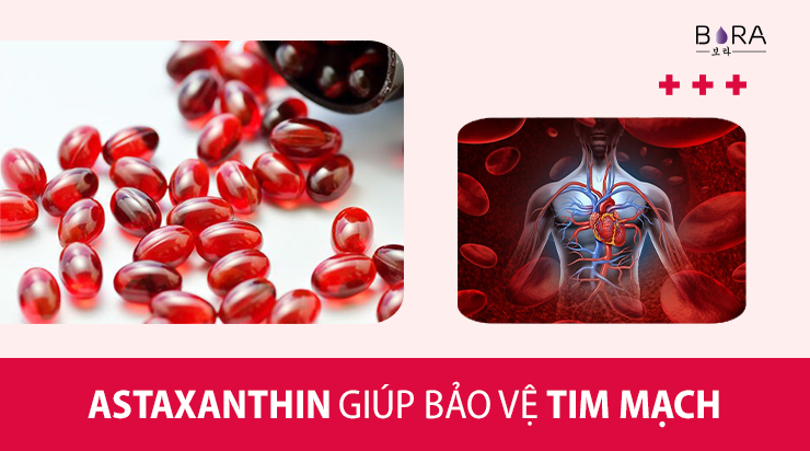 Astaxanthin còn tồn tại hiệu suất cao vô chữa trị tim mạch