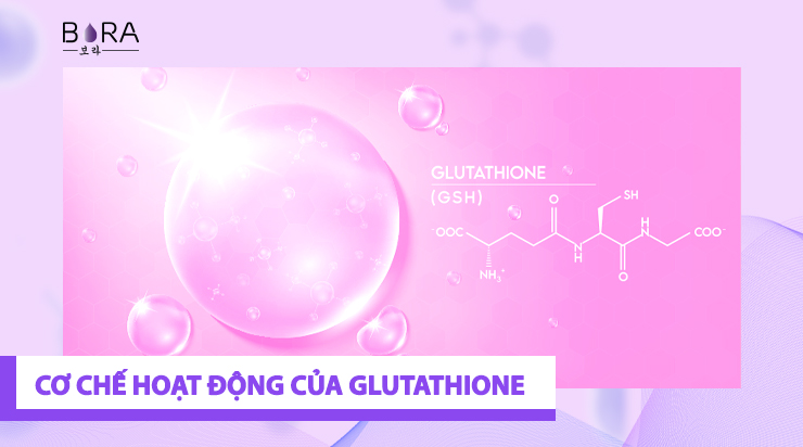 Chức năng hoạt động Glutathione trong cơ thể